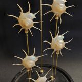 Cabinet of Curiosities globe with pearly Guildfordia Yoka shells