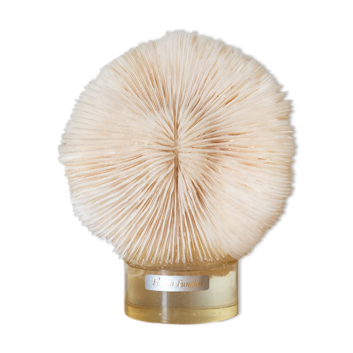 Coral Fungia 16 cm