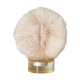 Coral Fungia 16 cm