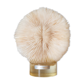 Corail Fungia 16 cm