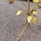 Florentine gold metal floral glass coffee table