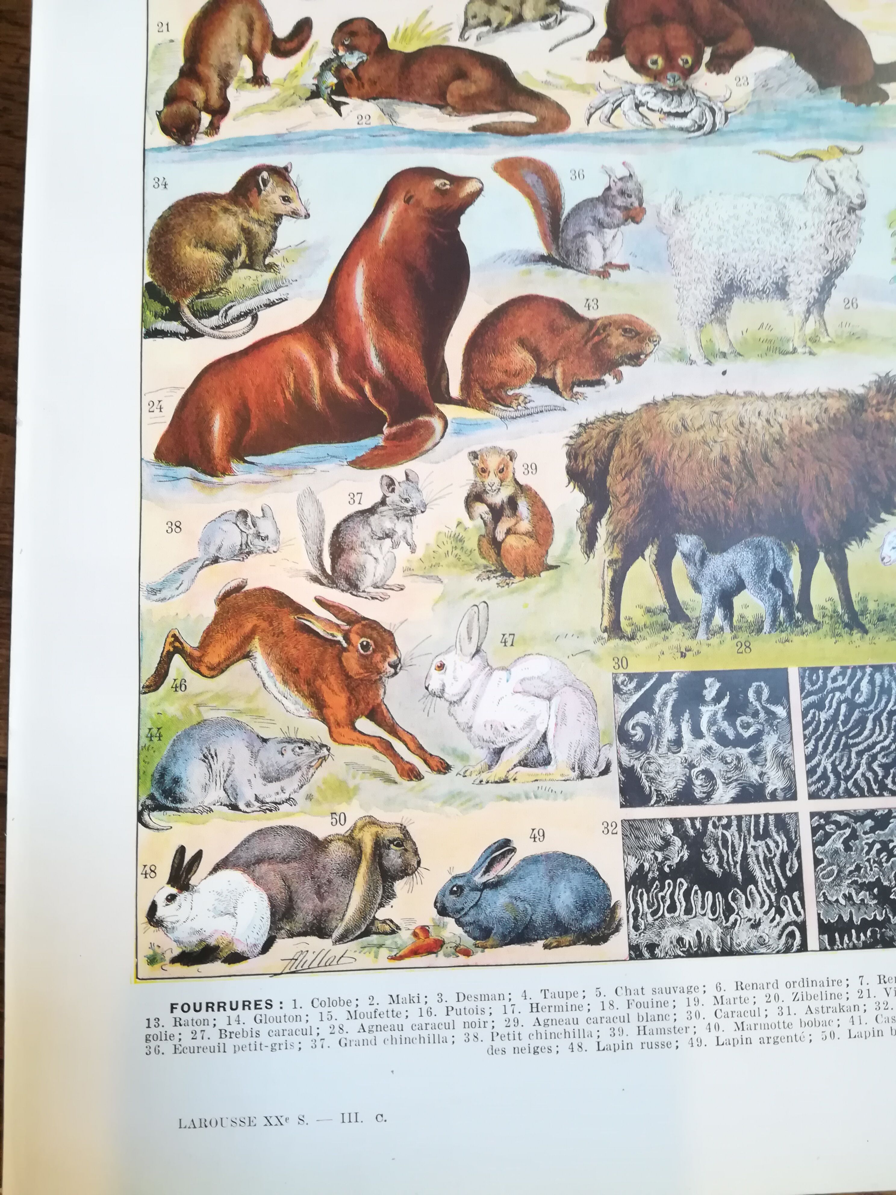 Lithograph on furbearing animals from 1928