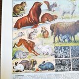 Lithograph on furbearing animals from 1928