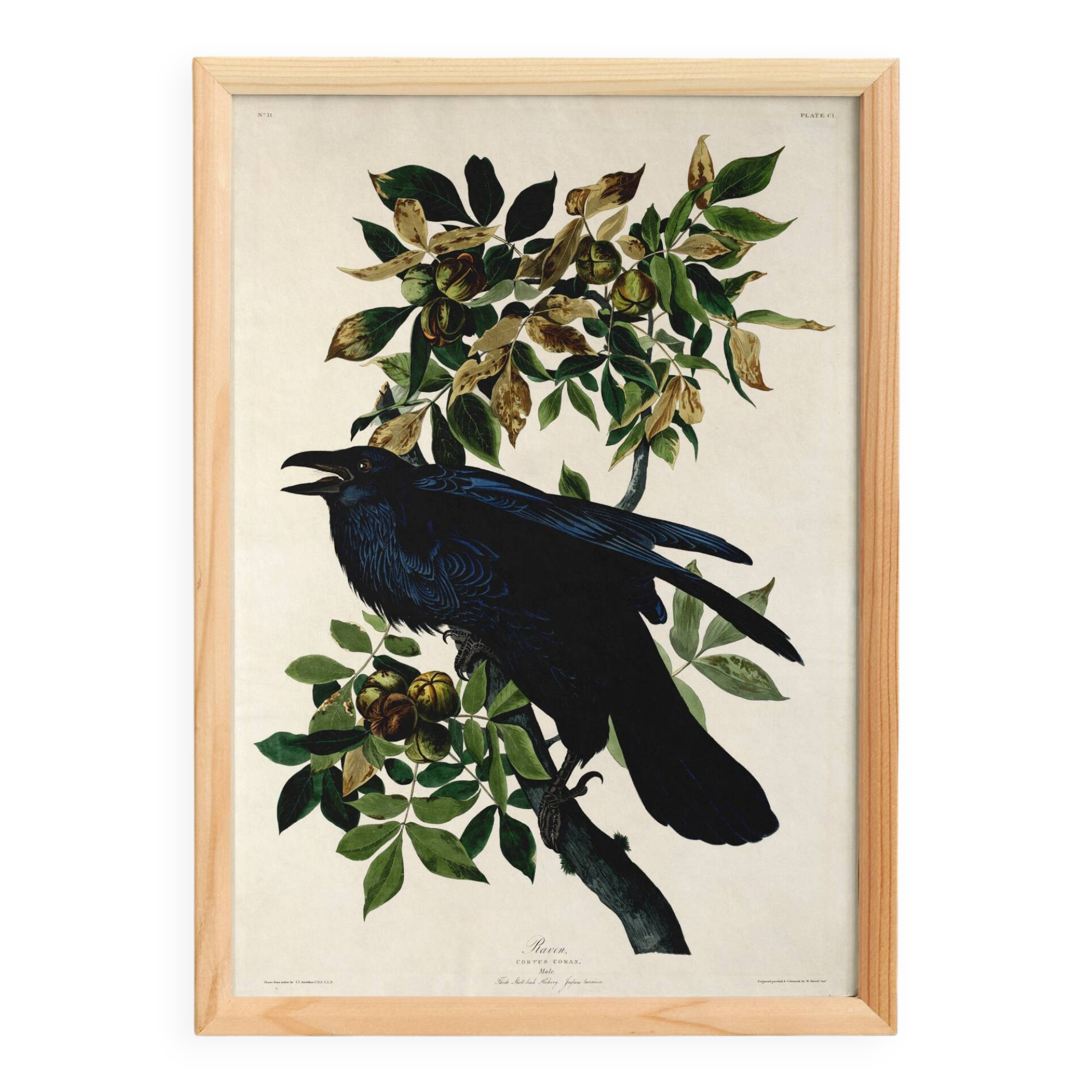 Poster about the Great Raven, based on an old engraving from 1827.