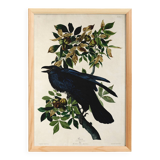 Poster about the Great Raven, based on an old engraving from 1827.