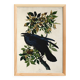 Poster about the Great Raven, based on an old engraving from 1827.