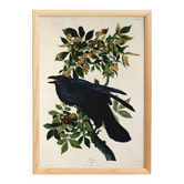 Affiche sur le Grand Corbeau, d’après une gravure ancienne de 1827.