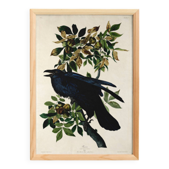 Poster about the Great Raven, based on an old engraving from 1827.