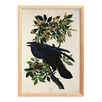 Poster about the Great Raven, based on an old engraving from 1827.