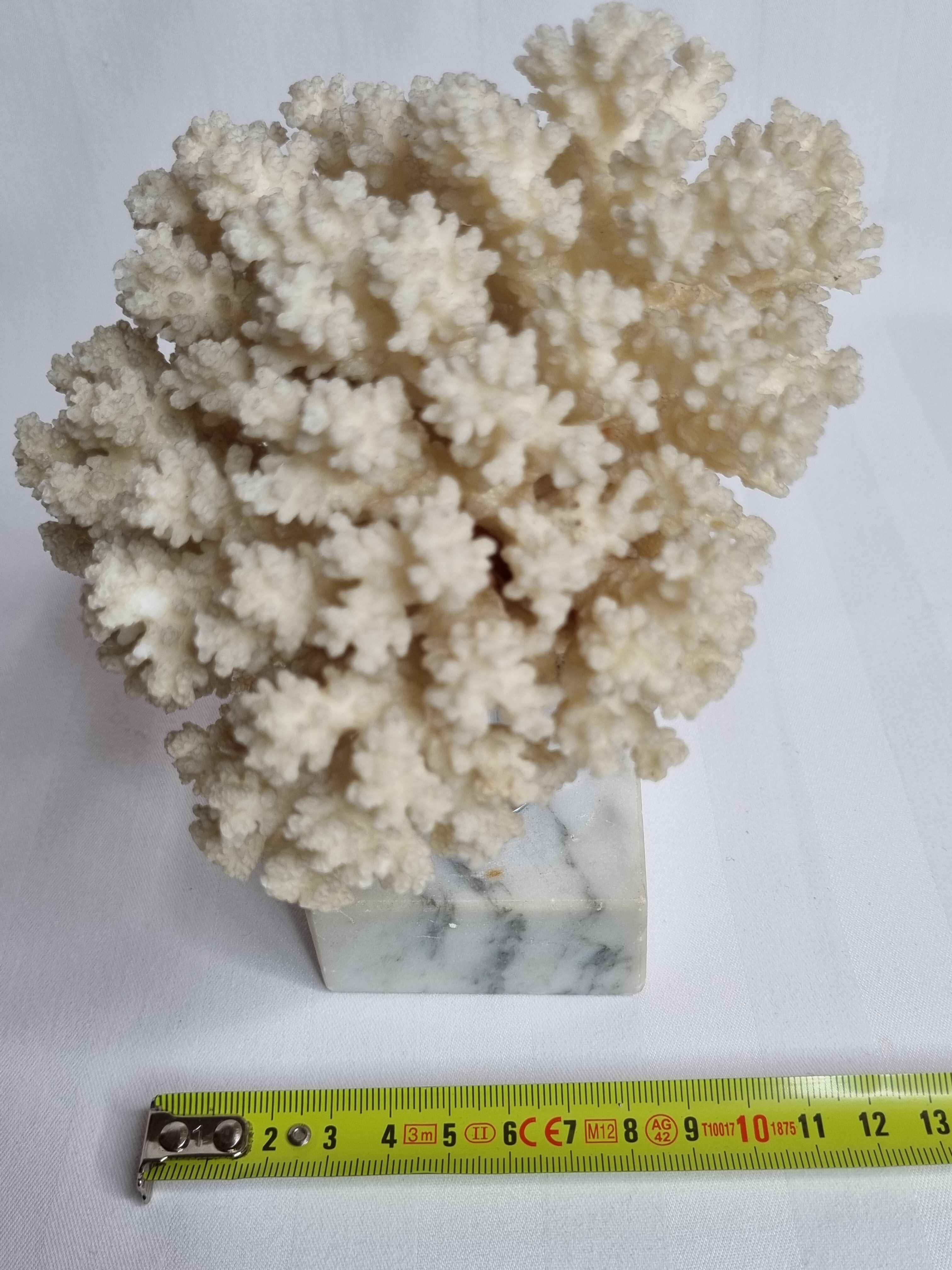 Ancient white coral on marble base