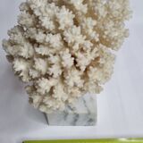 Ancient white coral on marble base