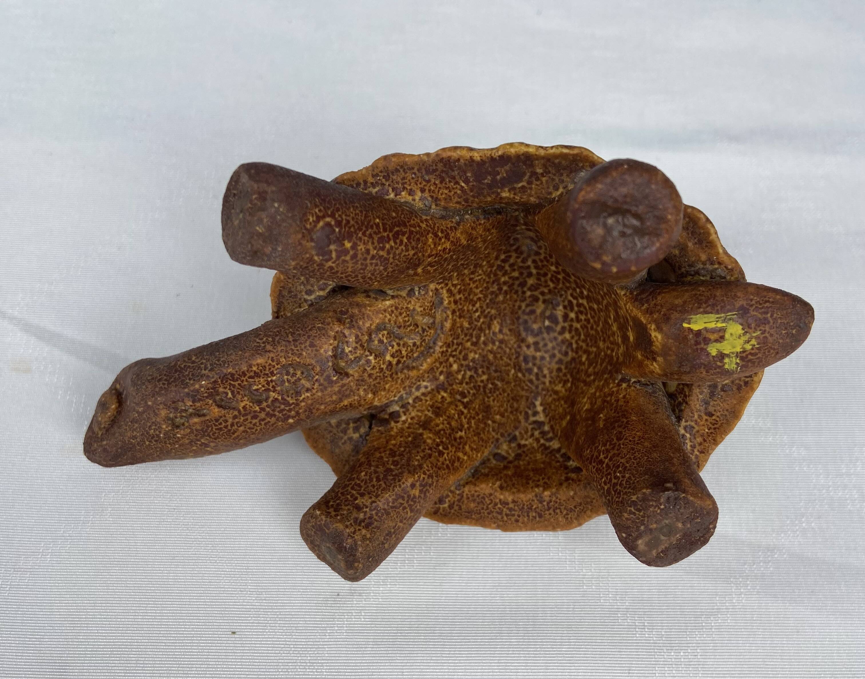 Accolay turtle, ceramic sculpture