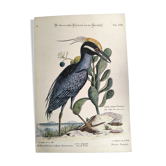 Gravure ancienne oiseau -Butor Huppé- Planche zoologie Vintage de Seligmann