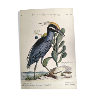 Antique bird engraving - Great Bittern - Vintage zoology plate by Seligmann
