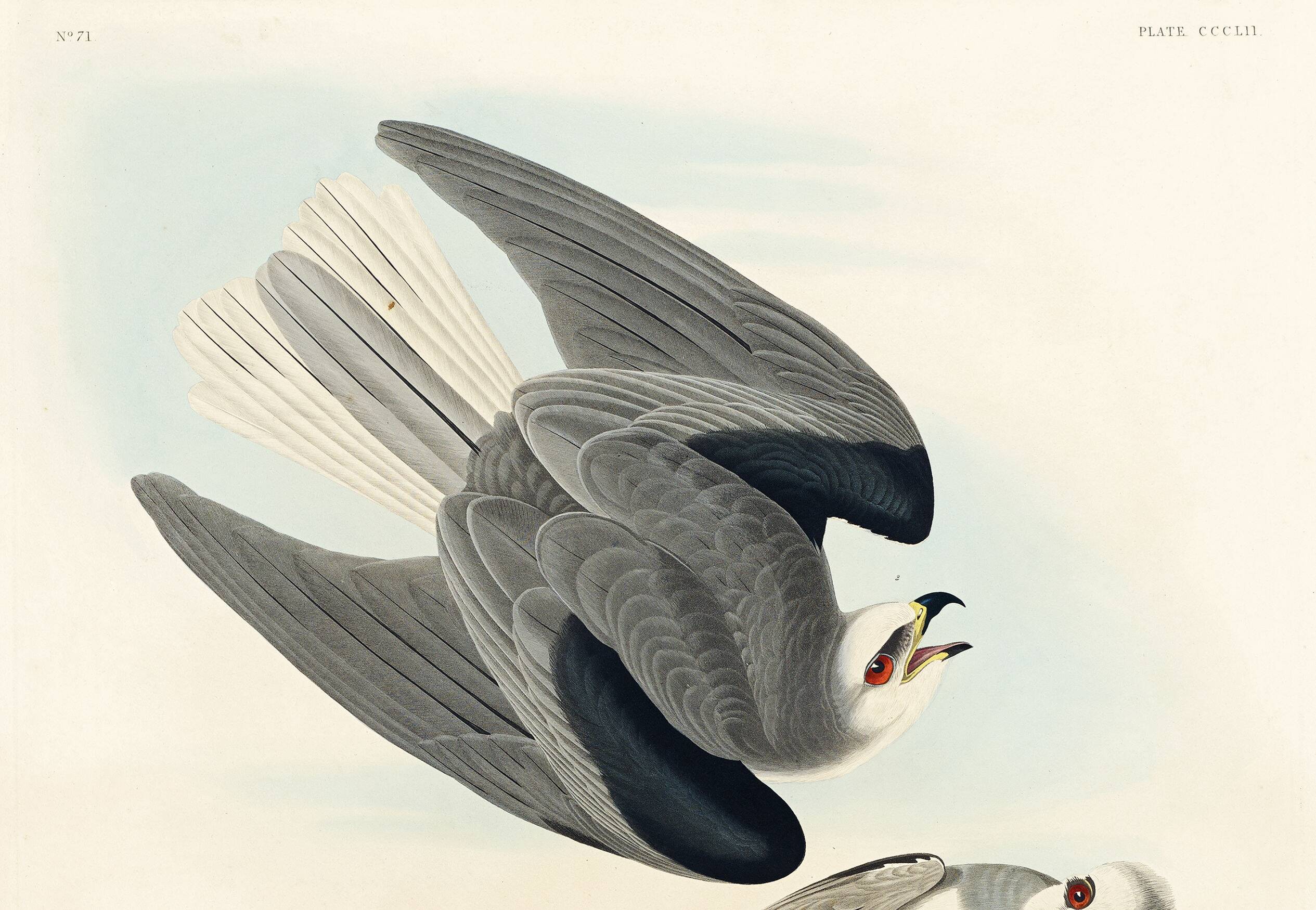 Poster about the White Kite, based on an old engraving from 1827.