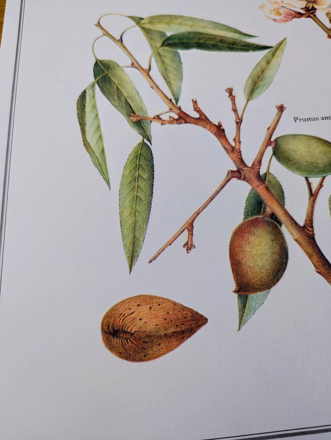 Printed in 1986, botanical plate of the Almond tree