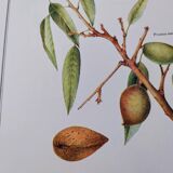 Printed in 1986, botanical plate of the Almond tree