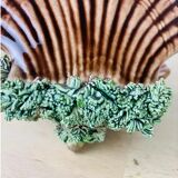 Empty pocket shell slip soap holder