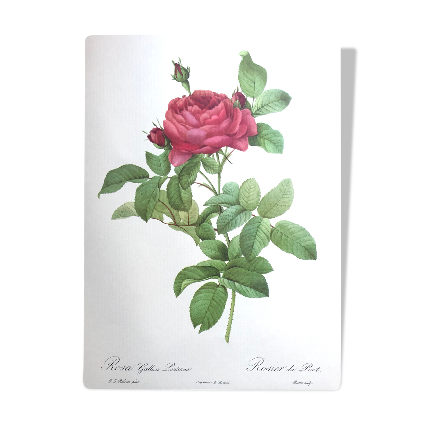 Affiche botanique - Roses de Pierre-Joseph Redouté