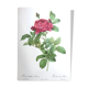 Affiche botanique - Roses de Pierre-Joseph Redouté