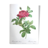 Affiche botanique - Roses de Pierre-Joseph Redouté