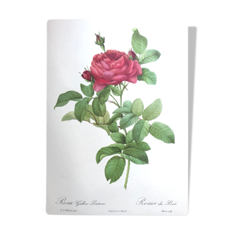 Botanical poster - Roses by Pierre-Joseph Redouté