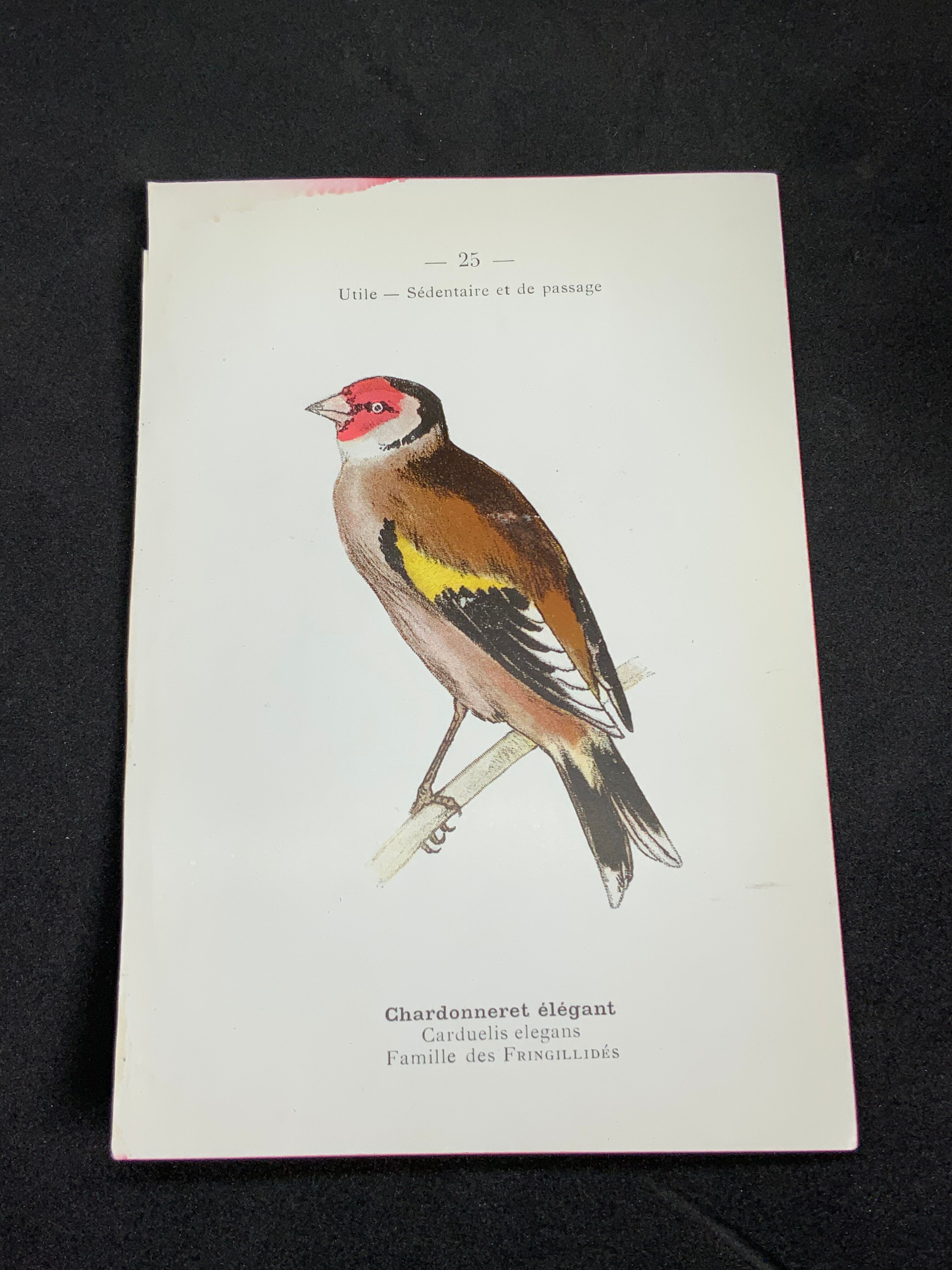 Naturalist plate old birds double-sided engraving work 1908 G. Denise