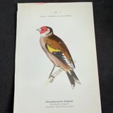Naturalist plate old birds double-sided engraving work 1908 G. Denise