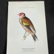 Planche naturaliste ancienne oiseaux gravure double face ouvrage 1908 G. Denise