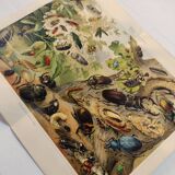 Gravure de 1909 - Insecte coléoptère - Affiche ancienne