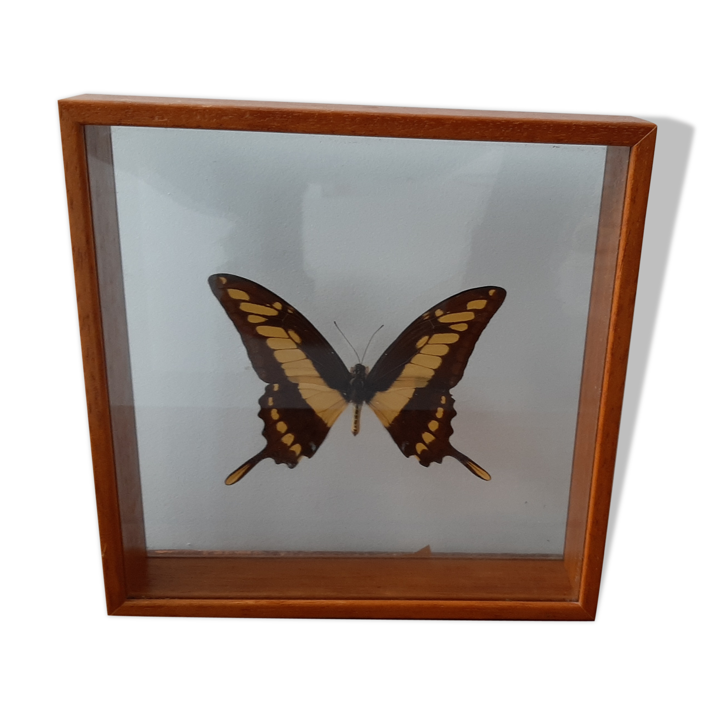 Butterfly frame