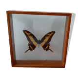 Butterfly frame