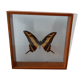 Butterfly frame