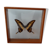 Butterfly frame