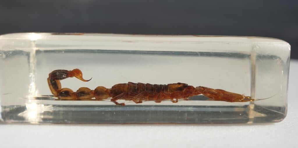 Insect under resin Scorpio "still loving you"