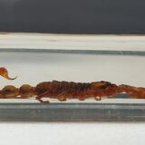 Insect under resin Scorpio "still loving you"