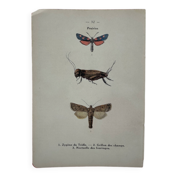 Gravure botanique affiche naturaliste ancienne 1900