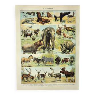 Gravure ancienne de 1898 • Mammifères 1, animaux, zoologie • Affiche originale et vintage