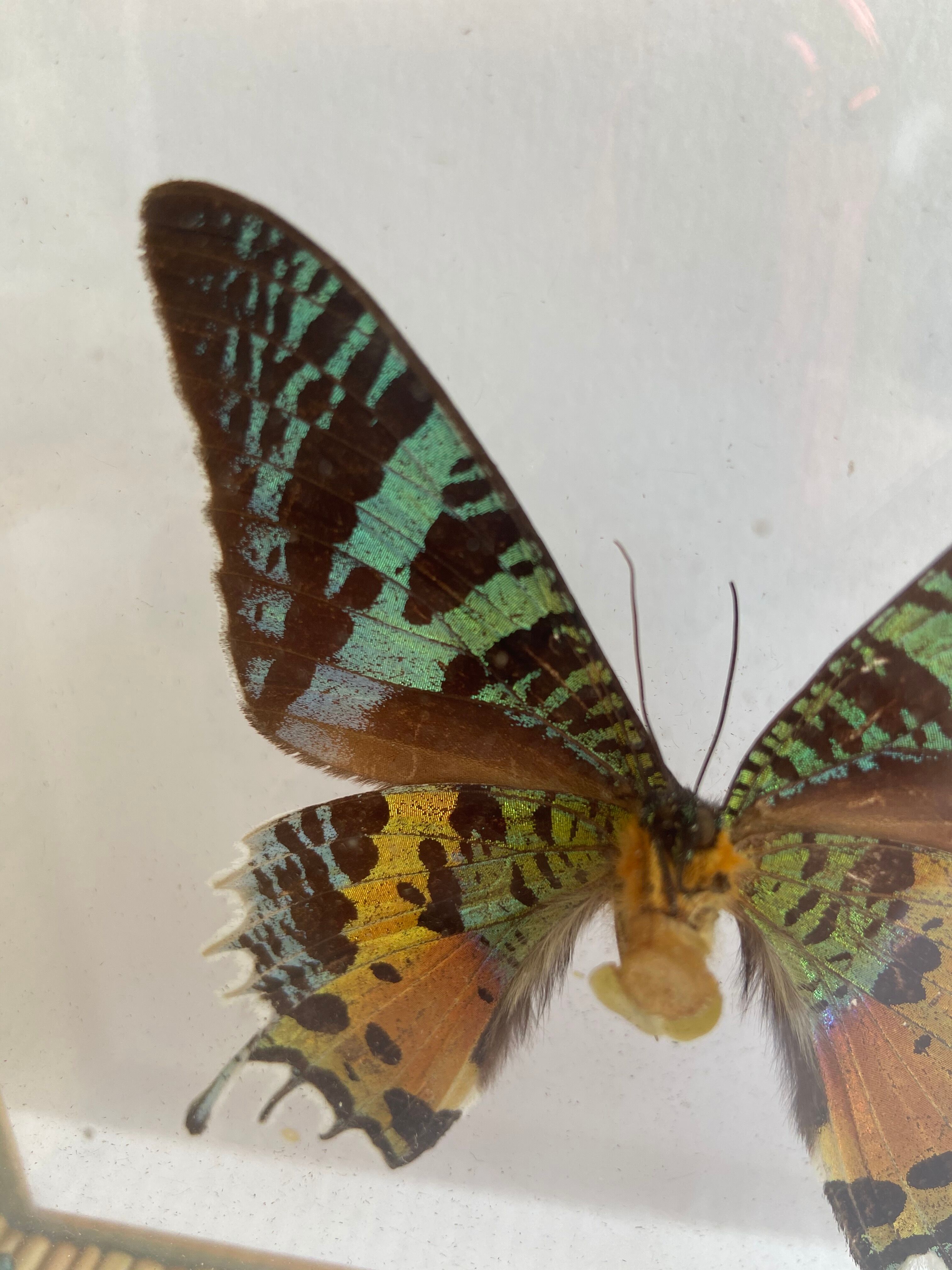 Naturalized framed butterfly