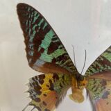 Naturalized framed butterfly