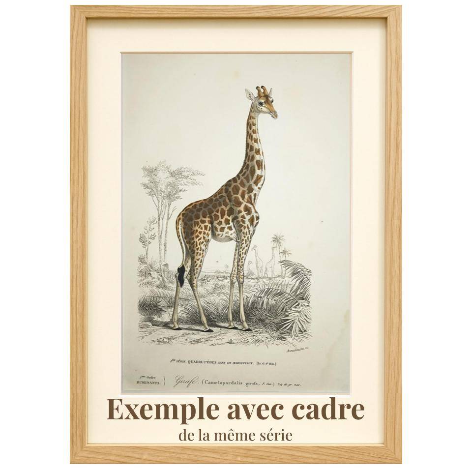 Gravure ancienne 1849 - Didelphe par , marsupial, nocturne, Amérique