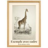 Gravure ancienne 1849 - Didelphe par , marsupial, nocturne, Amérique