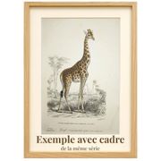 Gravure ancienne 1849 - Didelphe par , marsupial, nocturne, Amérique