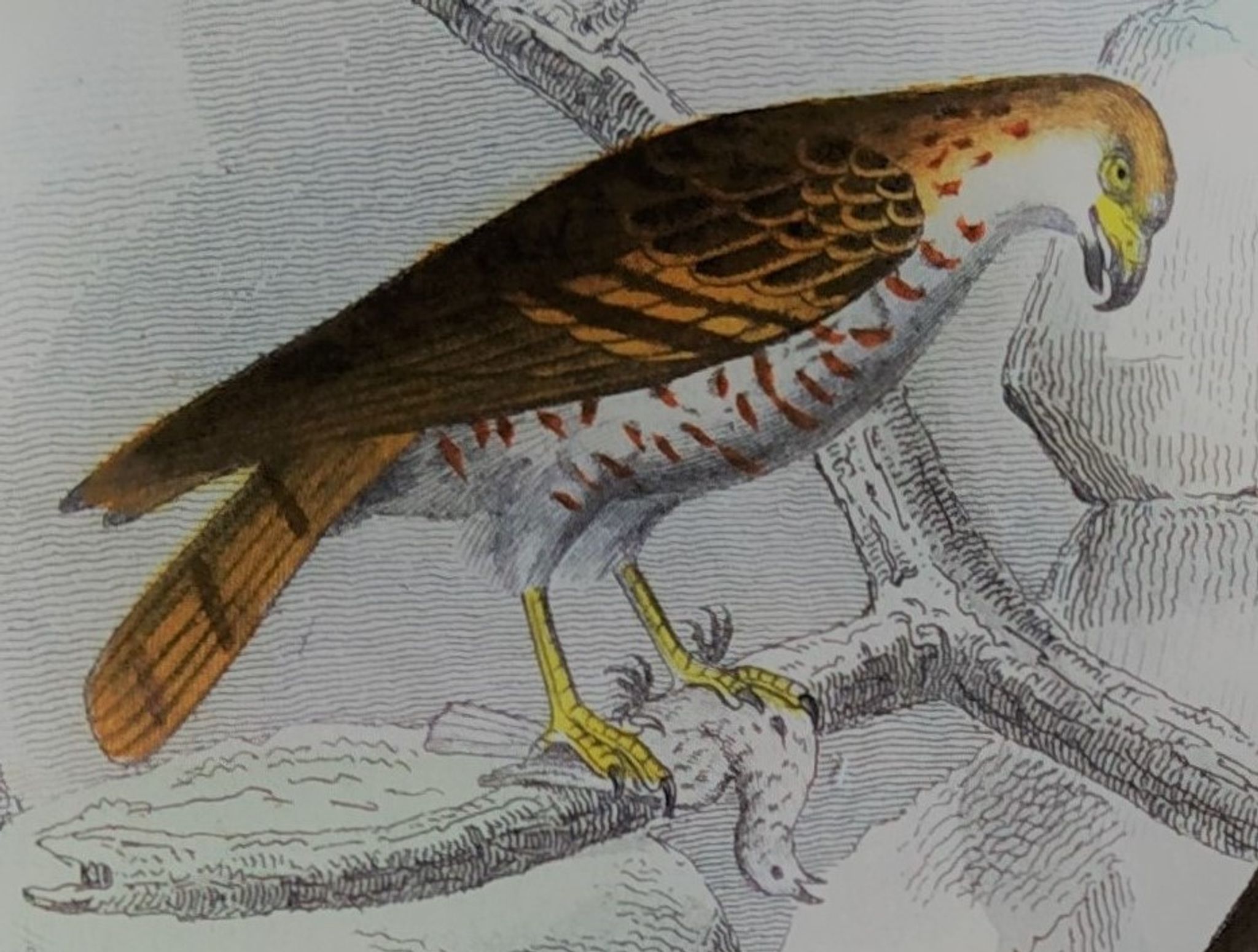 Planche ornithologique originale " Busard - Soubuse - &c... " Buffon 1836