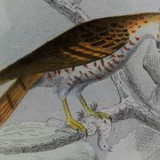 Planche ornithologique originale " Busard - Soubuse - &c... " Buffon 1836