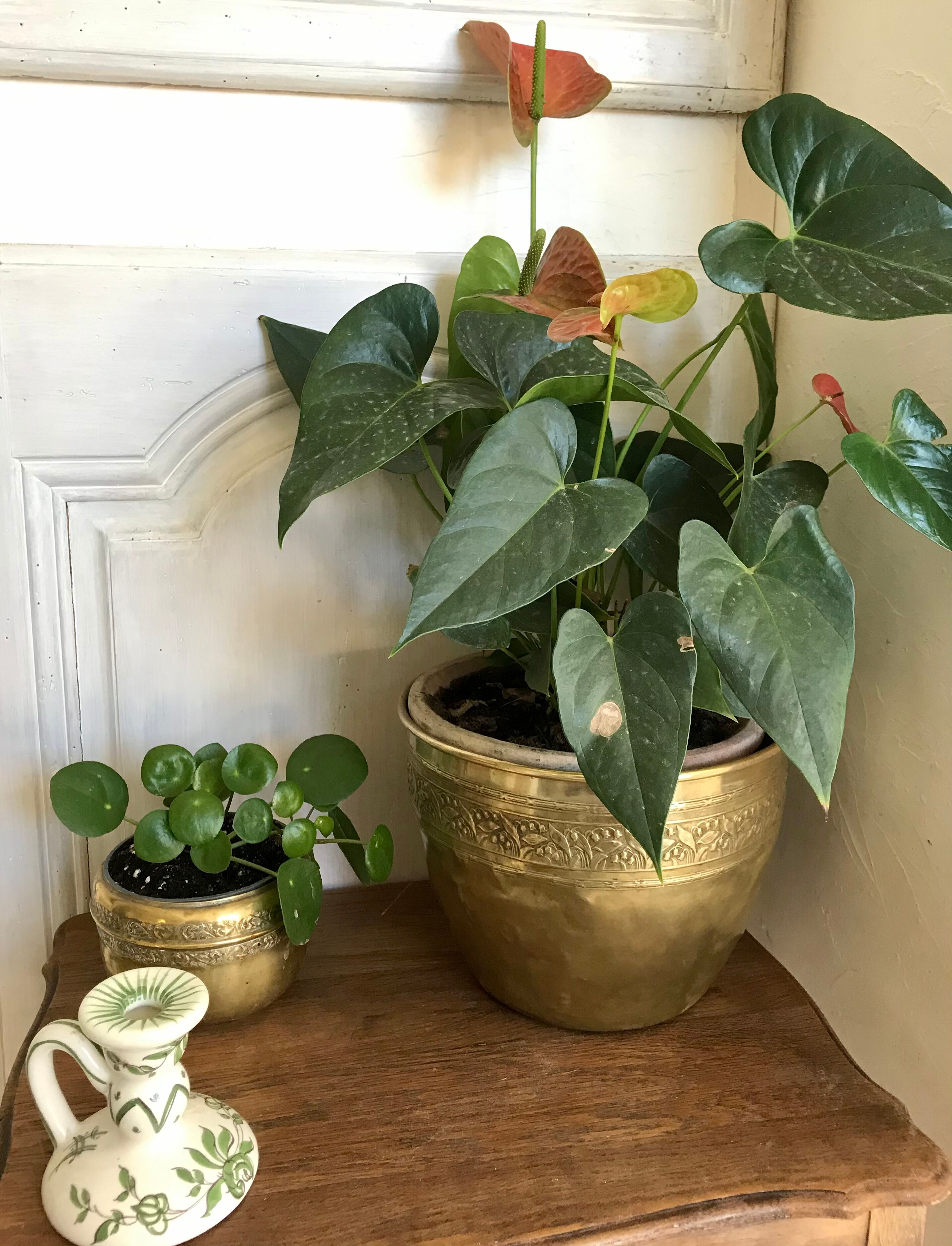 Early 20th century brass pot cover