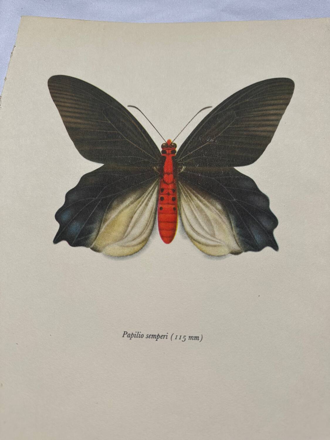 Antique butterfly engraving vintage botanical plate naturalist etching