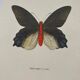 Old butterfly engraving vintage botanical plate etching naturalist