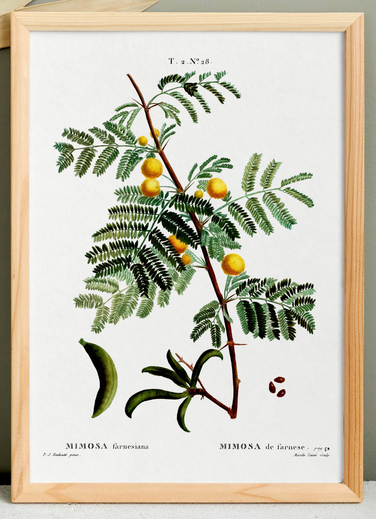 Botanical poster about mimosa, after an engraving from 1802