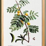 Botanical poster about mimosa, after an engraving from 1802